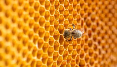 bee expertly navigates the honeycomb, collecting nectar from vibrant yellow cells. clipart