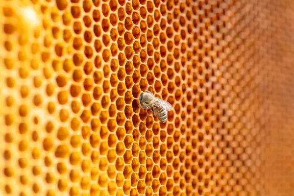 bee busily tends to honey filled hexagonal cells, crafting the perfect blend of sweetness and health.