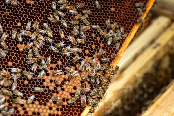 養蜂家は新鮮に収穫されたハニカムを保持し ちょうどハイブから抽出された金の蜂蜜で輝いています ハニーハーベスト ロイヤリティフリーのストック写真