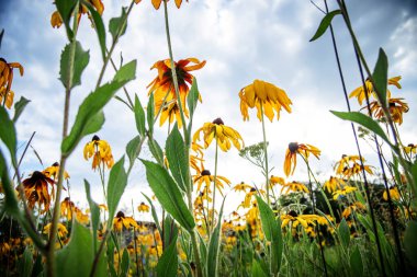 Rudbeckia hirta, coneflowers and black-eyed-susans on a flowerbed in the park against the background of the sky clipart