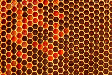 bal peteği çerçeveli bal ve arı ekmekleri, bu kırsal kesimde sağlıklı yaşam iç içe geçiyor. yaşam tarzı konsepti.