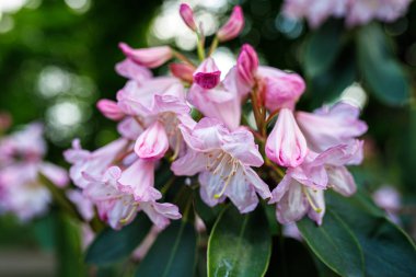 Çimen çiçeğinin narin pembe çiçekleri yemyeşil yaprakların arka planında