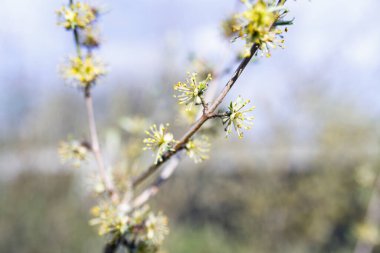 Forestiera acuminata, doğu bataklık mahrem bölgesi olarak bilinir, baharda çiçek açar..