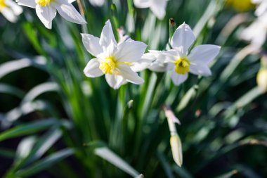 Beyaz nergisler baharda çiçek açar bahçede ya da parkta.. 