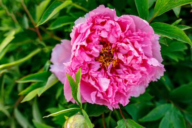 Bahçedeki güzel pembe şakayığı yakından çek. 