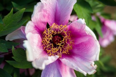 Bahçedeki güzel pembe şakayığı yakından çek. 