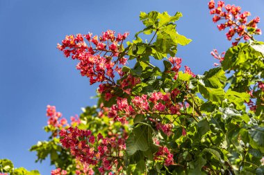 Mavi arka planda kestane ağacının pembe çiçekleri 
