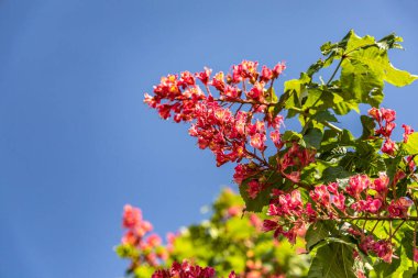 Mavi arka planda kestane ağacının pembe çiçekleri 