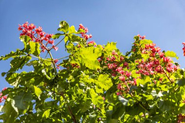 Mavi arka planda kestane ağacının pembe çiçekleri 