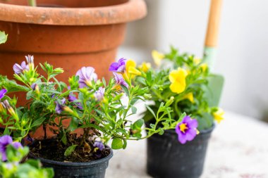 Bir masanın üzerine iki saksı bitkisi yerleştirilir ve bunlardan biri diğerinden biraz daha büyüktür. Bitkiler sağlıklı ve bakımlı görünüyor, kapalı alanlara biraz yeşillik katıyor..
