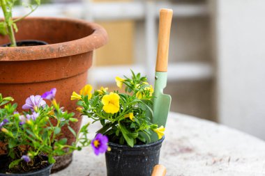 Masaya düzgünce yerleştirilmiş iki saksı bitkisi canlı yaprakları ve narin çiçekleriyle uzaya biraz yeşillik katıyor. Bitkiler sağlıklı ve bakımlı görünüyor. Odanın dekorunu güçlendiriyor..