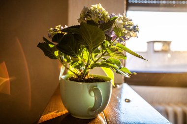 Sağlam ahşap bir masanın üzerine yerleştirilmiş yeşil bir saksı, basit ama zarif bir iç dekorasyon yaratıyor. Bitkilerin yaprakları canlı ve sağlıklıdır. Odaya biraz doğa katar..