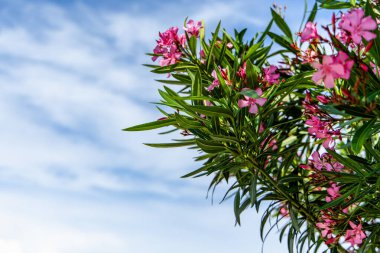 Hırvatistan 'ın Opatija kentindeki beyaz bulutlu açık mavi bir gökyüzünün arka planında açan pembe zakkum çiçeklerinin yakın plan fotoğrafı. Çiçekler tomurcuklanıyor ve yapraklar canlı yeşil, doğanın güzelliğini gösteriyor..