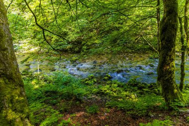 Hırvatistan 'ın Gorski Kotar bölgesindeki Kamachnik Deresi' nin sakin bir sahnesinde, gür ormanı yansıtan temiz su görülüyor. Nehir kıyıları kayalar ve yosunlarla kaplı, doğal güzelliği arttırıyor..