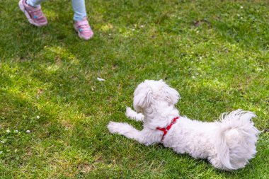 Kırmızı bir koşum takımı takan beyaz bir Maltese Köpeği yeşil çimenlerin üzerinde uzanıyor ve uzaktaki bir insana bakıyor. Köpeğin kürkü tüylü ve beyazdır, ve ön pençeleri açık şekilde karnının üzerinde yatar..