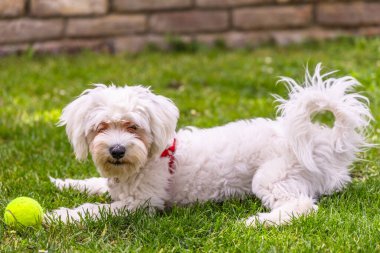 Kırmızı yakalı beyaz bir Maltese köpeği yeşil çimenli bir bahçede yatıyor. Köpek kameraya bakıyor ve kuyruğu havada kıvrılıyor. Köpeklerin ön pençelerinin yanında bir tenis topu var..