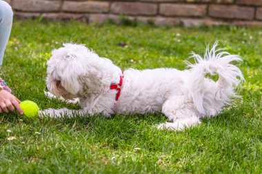 Küçük beyaz Maltese Köpeği kuyruğu kıvrılmış yeşil çimlerin üzerinde yatıyor. Yakınlarda bir tenis topu yerde yatıyor. Köpek, sahibi ile top yakalamaca oynamaktan zevk alıyor gibi görünüyor. Çerçevenin dışında ama topu tutuyor..