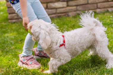 Mavi kot pantolon ve pembe spor ayakkabı giyen küçük bir çocuk arka bahçede beyaz bir Maltese Köpeğiyle oynuyor. Köpeğin kırmızı bir yakası var ve yeşil çimlerin üzerinde duruyor. Çocuk elinde bir şey tutuyor ve köpek de çocuğa bakıyor..