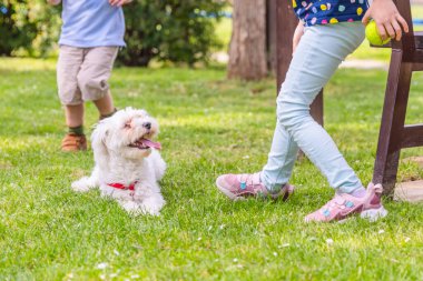 Dilini çıkarmış beyaz bir Malta köpeği bir parkın çimlerinde uzanıyor. İki çocuğun oynamasını izlemek. Bir çocuk köpeğe doğru yürüyor ve diğer çocuk bankın yanında duruyor. Köpek kırmızı tasma takıyor..