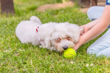 Beyaz bir Maltese köpeği çimenli bir çimenlikte tenis topuyla yakalamaca oynuyor. Köpek onu çiğnerken bir insan eli topu tutarken görülüyor..