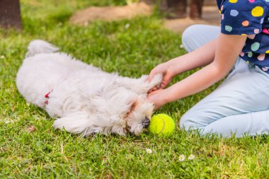 Bir çocuk çimenlerde diz çöküp beyaz bir Maltese Köpeğiyle oynuyor. Malta köpeği yan yatar ve çocuk onu elleriyle okşar..
