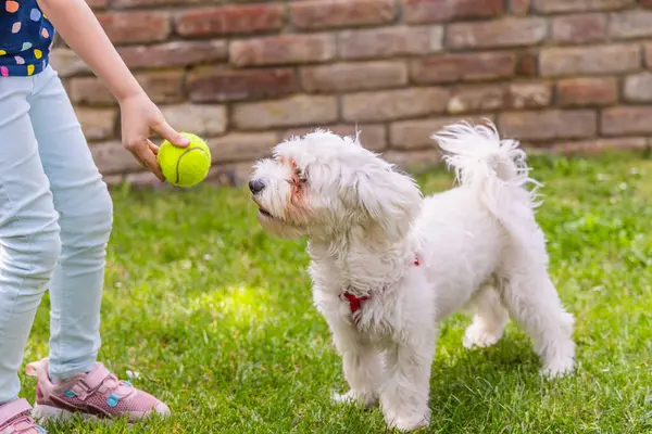 Renkli kıyafetler ve kot pantolon giyen küçük bir kız yeşil çimlerin arka bahçesindeki tüylü beyaz bir köpeğe tenis topu atıyor. Malta Köpeği topu dikkatle izler. Arka planda tuğla duvar ve yeşil çimen var..