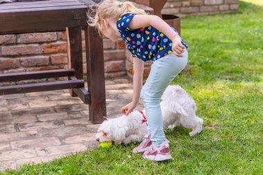 Mavi kot pantolon ve renkli bir gömlek giyen genç bir kız çimenli bir bahçede beyaz Malta Köpeği ile yakalamaca oynuyor. Köpek parlak yeşil bir topu çiğnerken kız köpeği oynaması için cesaretlendirmek için eğiliyor..