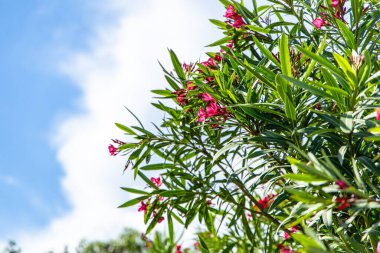Canlı pembe çiçekler ve yemyeşil yeşilliklerin yer aldığı yemyeşil bir çalılığın yakın plan görüntüsü. Bitki, beyaz bulutlu, parlak mavi bir gökyüzüne karşı kurulmuş. Renklerin güzel bir kontrastını yaratıyor..