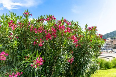 Canlı, yeşil bir zakkum çalısının parlak pembe çiçeklerle dolu bir görüntüsü. Çalı, arka planda bir kıyı kasabasının yakınında, açık mavi bir gökyüzü ve yukarıda beyaz bulutlar ile yer almaktadır..