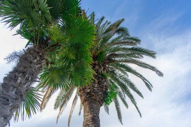 İki palmiye ağacının alçak açılı görüntüsü, biri diğerinin önünde, yaprakları yukarıya doğru uzanan parlak mavi bir gökyüzüne doğru ince beyaz bulutlarla. Ağaçlar yapraklarıyla birlikte yemyeşil çiçek açtılar..
