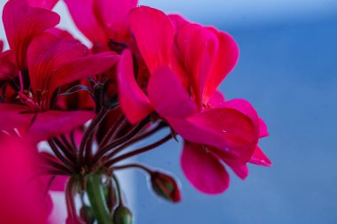 Çiçek açmış canlı pembe sardunya çiçekleri, yumuşak mavi arka planda yaprakları açılır. Görüntü çiçeklerin narin dokusunu ve zengin rengini vurgular..