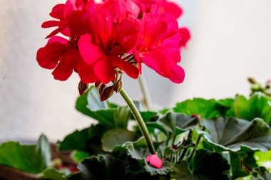 Çiçekli parlak kırmızı çiçekli sardunya bitkisi. Bitki pencere kenarına yerleştirilmiş, güneş ışığı yaprakları aydınlatıyor..