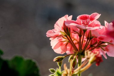 Bir grup narin pembe sardunya çiçeğinin açtığı bir sergi. Yapraklar yumuşak ve kadifemsi, öğleden sonra güneşinin sıcacık parıltısıyla yıkanmış..