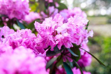 Kyiv 'in Hryshko Botanik Bahçesi' nin huzurlu ortamında, pembe rhododendron çiçekleri verimli yeşilliğin bulanık arka planına karşı kurulmuş canlı renkleriyle manzarayı şereflendiriyor. Botanik zarafet ve doğal uyum kavramı.