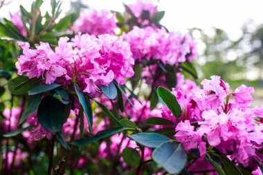 Kyiv 'in Hryshko Botanik Bahçesi' nin huzurlu ortamında, pembe rhododendron çiçekleri verimli yeşilliğin bulanık arka planına karşı kurulmuş canlı renkleriyle manzarayı şereflendiriyor. Botanik zarafet ve doğal uyum kavramı.