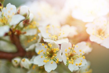 Kiraz eriği çiçekleri veya Myrobalan eriği serasiferası İlkbaharda dallarda açar.