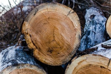 The cut piece of thick logs lying on the ground. Logging of old sick trees.