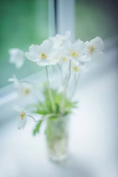 stock image White Wood Anemone flower with yellow center in vase on blurred background on the windowsill near window. acro, soft focus. spring floral wallpaper