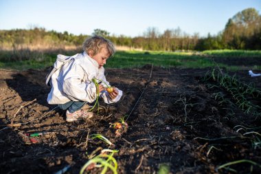 Beyaz ceketli genç bir kız güneşli bir günde bahçede soğan topluyor..