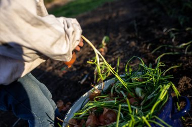 Bir insan bahçeden yeşil soğan topluyor, soğanları metal bir kaseye koyuyor..