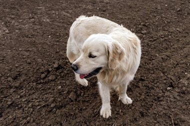 Beyaz bir Golden Retriever kahverengi bir toprak parçasında duruyor, aşağı ve sola bakıyor..