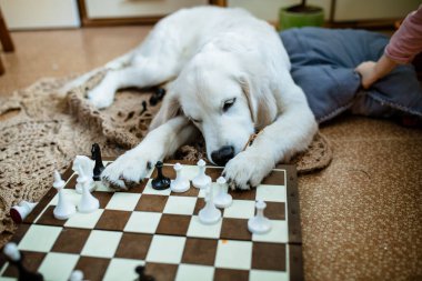 Pençeleri satranç tahtasının üzerinde duran beyaz bir Golden Retriever yerde yatıyor. Köpek dikkatlice tahtaya bakıyor..