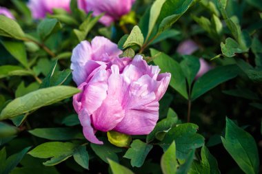 Canlı şakayık çiçekleri bahçede renkli bir duvar halısı oluşturur. Doğanın güzelliğinin çarpıcı bir gösterisi.. 