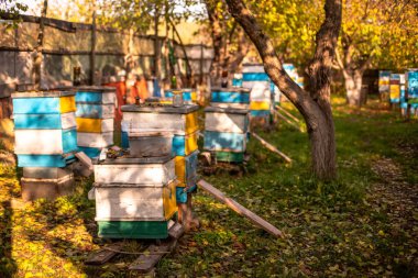 Bir sıra parlak boyanmış arı kovanı büyük bir ağacın altında yaprakları dökülmüş bir meyve bahçesinde duruyor..