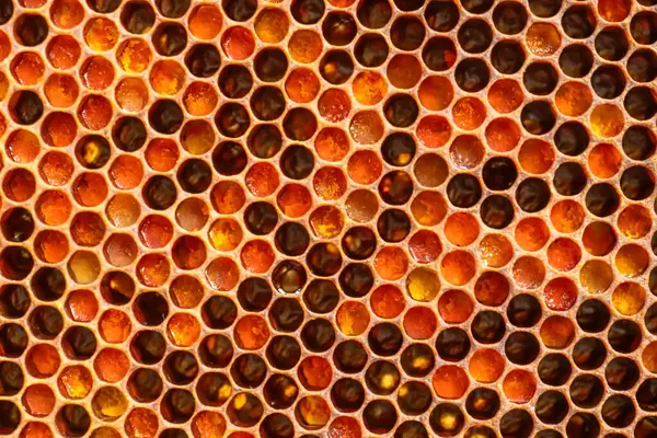 stock image Frame with honey and honeycomb filled with bee bread and honey close-up. Beekeeping and healthy eating concept