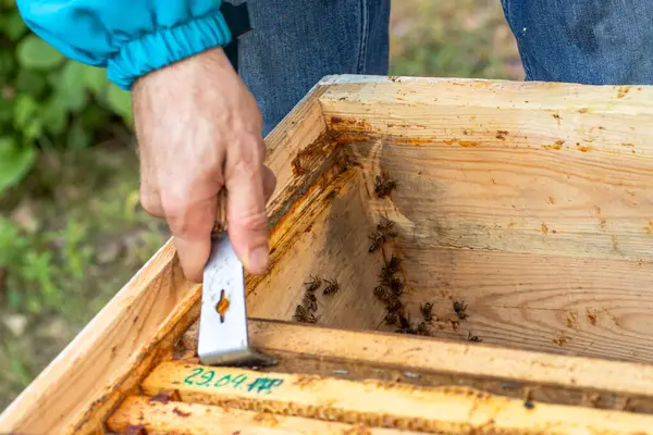 stock image A beekeeper uses a hive tool to open a beehive, revealing a bustling hive of bees inside the wooden box.