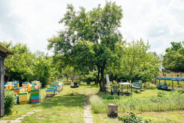 To hive a swarm, to make increase from a colony, make up a nucleus, rearing, rotating brood, to run a bee-yard. Yellow hives for cuttings of honey bees nucleuses in the garden among grass clipart