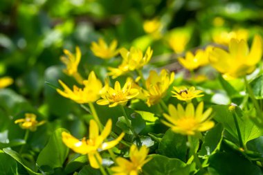 Sarı çiçekler Caltha Palustris, bataklık kadife çiçeği ve krallık çiçeği olarak bilinir. Yanıkları ve yaraları tedavi etmek için el yapımı ilaç fabrikası..