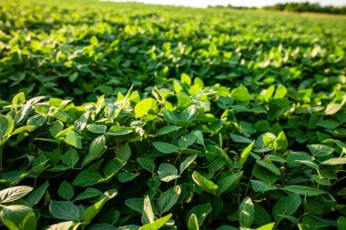 Glisin maksimum, soya fasulyesi filizleri endüstriyel ölçekte soya fasulyesi yetiştiriyor. Vejetaryenler için ürünler. Güneşli bir günde tarımsal soya çiftliği. Yumuşak odak.