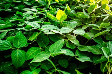 Glisin maksimum, soya fasulyesi filizleri endüstriyel ölçekte soya fasulyesi yetiştiriyor. Vejetaryenler için ürünler. Güneşli bir günde tarımsal soya çiftliği. Yumuşak odak.